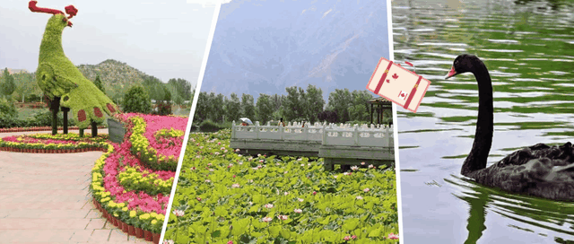 【白银文旅】在白银邂逅黄河之美！荷塘寻幽、花海打卡、露营观星，这份文旅攻略请收好