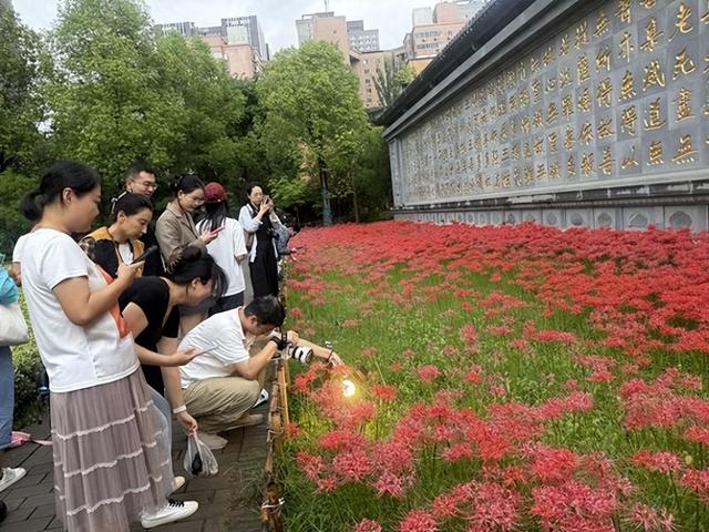 西安:彼岸花盛开宛若烟花 引市民游客围观