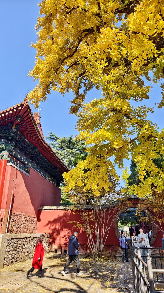 千年银杏树酣畅淋漓向世界宣布：我来过，我灿烂过！