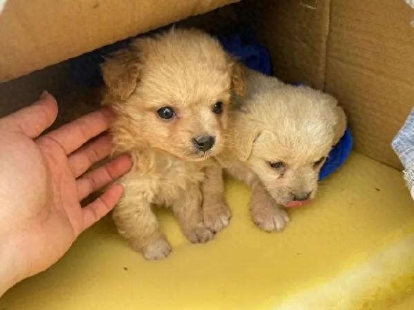 新版本宠物萌消破解版（星期宠美颜宠免费领养揭开宠物消费新陷阱）