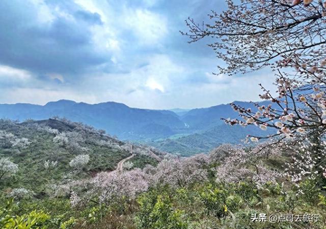成都真正的“小林芝”盛景，被严重低估，漫山梅花，美到震撼！