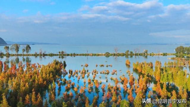 滇池南岸：水杉染秋意 湿地如画卷