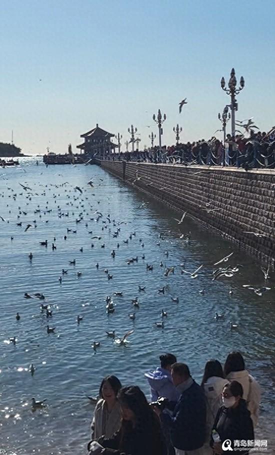 山海冬韵 鸥遇青岛！这个冬日 青岛文旅将带来多重惊喜