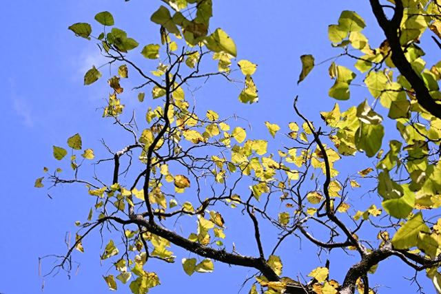 最近没时间逛月湖？来屏上赏秋，别错过这美景！