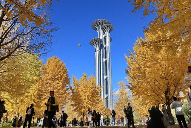 北京：银杏金黄秋意浓