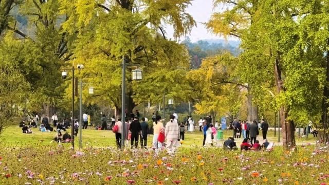 银杏即将进入最佳观赏期，随州银杏谷推出夜游活动，附近民宿热销