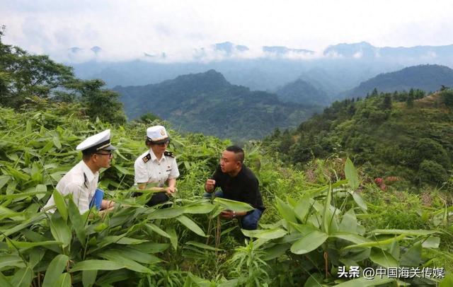 湖南桑植：小粽叶撬动老区大产业