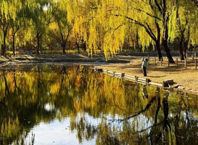 京城寻秋 | 银杏叶织金毯，古塔公园飘起“落叶雨”