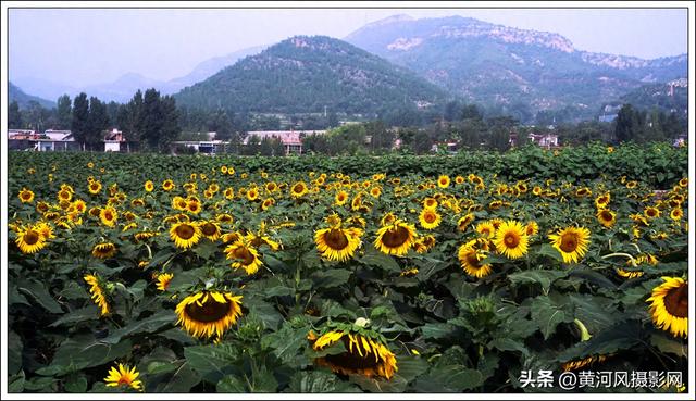 太行深处向阳花
