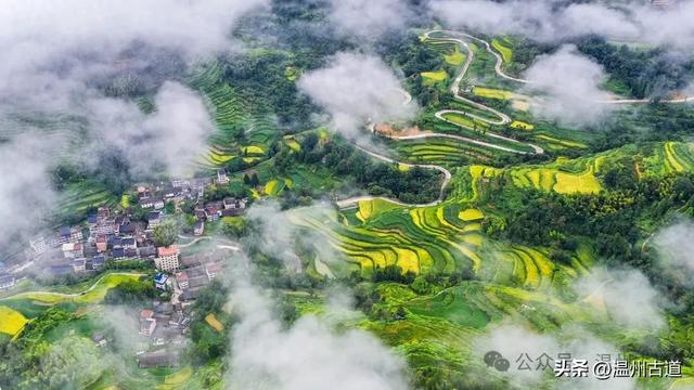 国庆假期哪里去！温州这里的金色梯田到了最佳观赏时节了