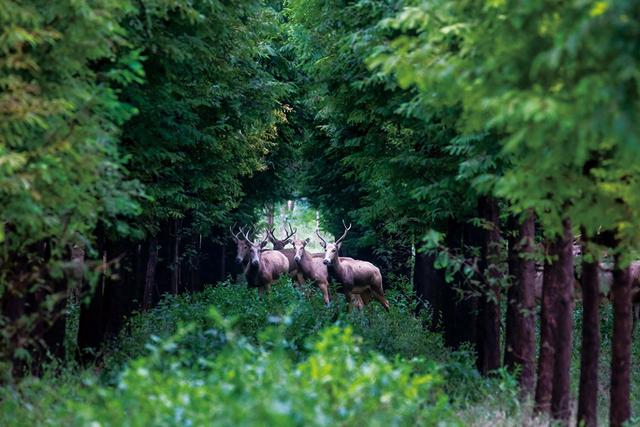 麋鹿和人类都需要靠谱的长辈丨记者手记
