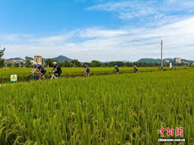 广西梧州稻浪金黄 骑行队伍穿梭享丰景