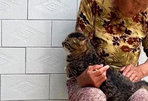 狸花猫打架输了，回家气呼呼地喝水，奶奶在旁一边安慰一边支招
