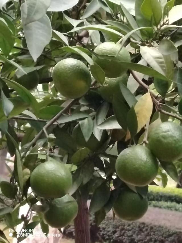 深秋公园枝头的果子是鸟儿和动物的冬粮，游客可观赏不可采摘食用