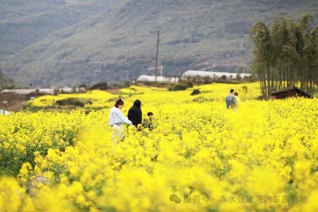 2月28日！赤水张家湾油菜花节启幕！