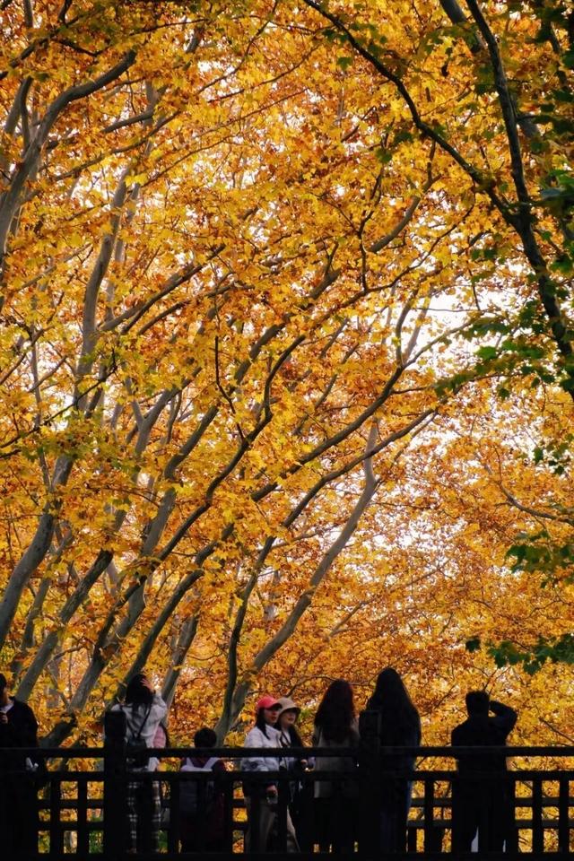 南京梧桐大道限定“皮肤”上线 ， 出片机位再升级