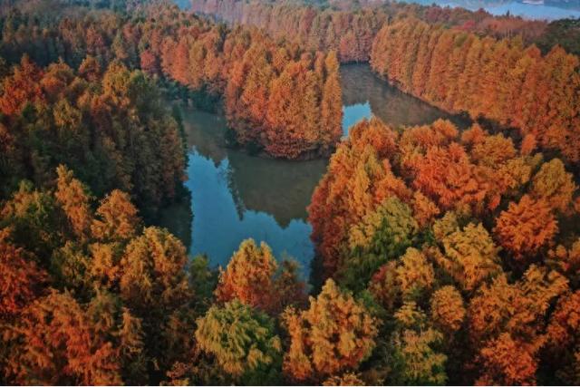 初冬逛沪郊!奉贤、崇明限时优惠来啦