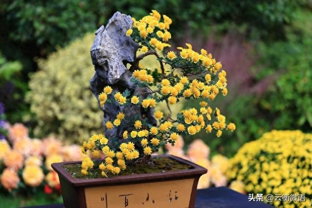 文化公园的菊花