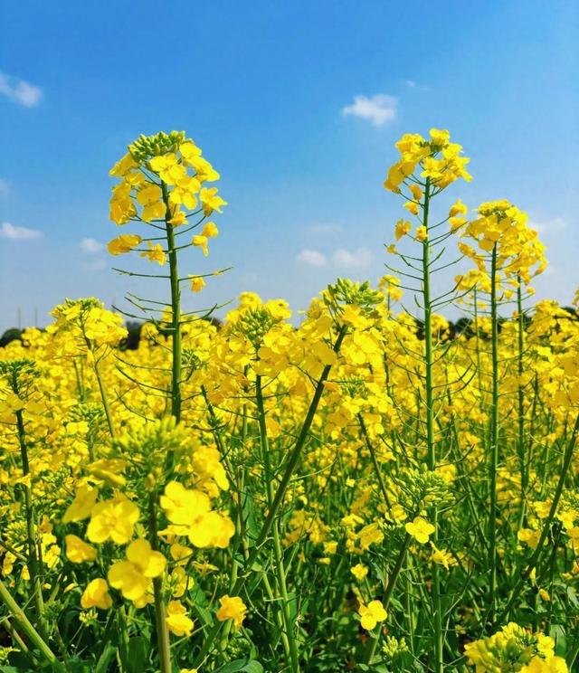 【春景】油菜花的盛景
