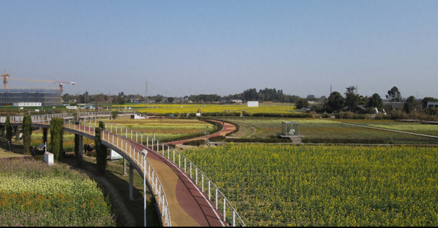 满目金黄香百里，一方春色醉千山：邂逅油菜花里的诗意春天