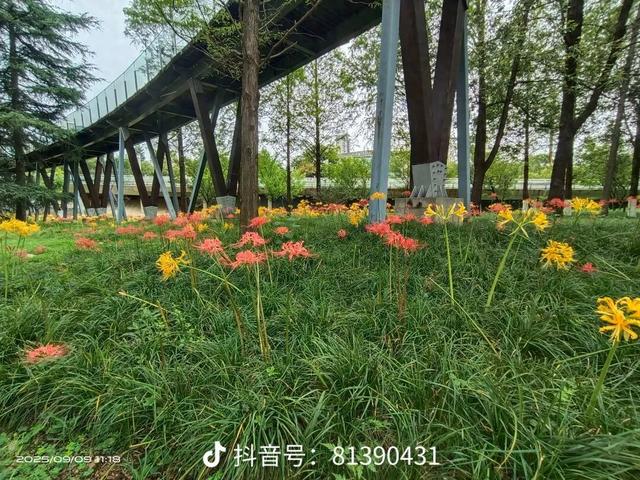 汉中这片彼岸花已进入最佳观赏期！