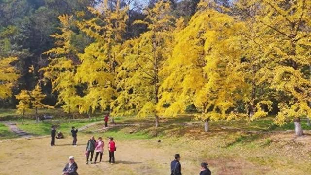 韶关南雄：莫道岭南秋来晚，帽子峰前始见金