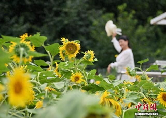 吉林长春：向日葵盛开吸引游客