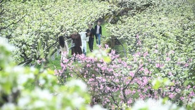 宣恩：梨雪绘春潮 邂逅多元潮玩