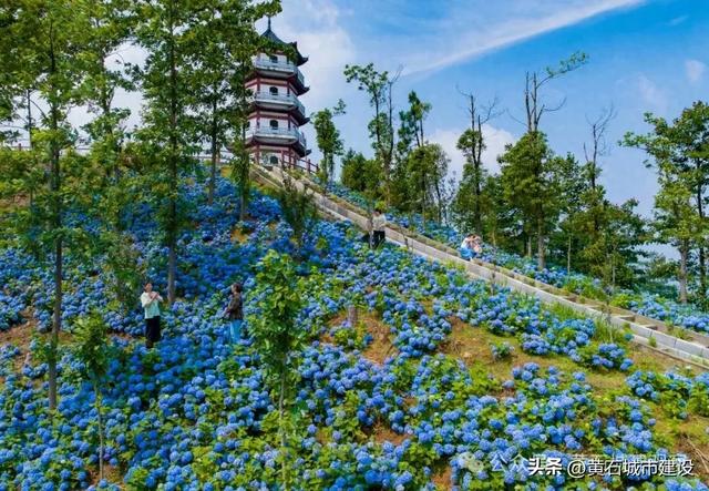 朋友圈C位预定！黄石一景区200亩绣球花将成蓝色海洋