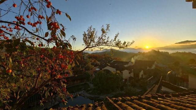 屏南：柿子红了，村子火了