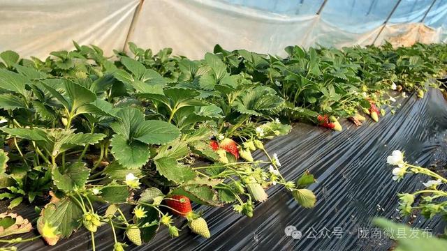 “老街遛弯儿+草莓炫腹” 双buff叠满 农文旅融合解锁嗨玩新姿势～