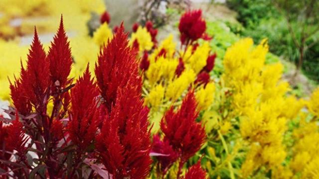 鹤峰：凤尾花点亮庙湾之秋