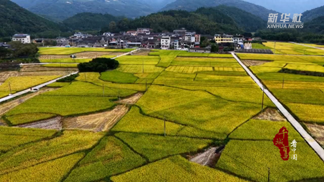 千城百县看中国丨福建霞浦：稻花香里的“丰收秘境”
