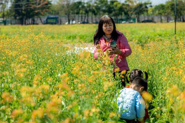 五彩油菜花惊艳来袭！就在白云区，随手拍都是春日大片