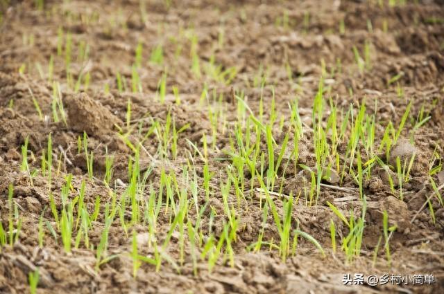 “雪大不大，就看九月初十”，今日九月初十，今冬有大雪？