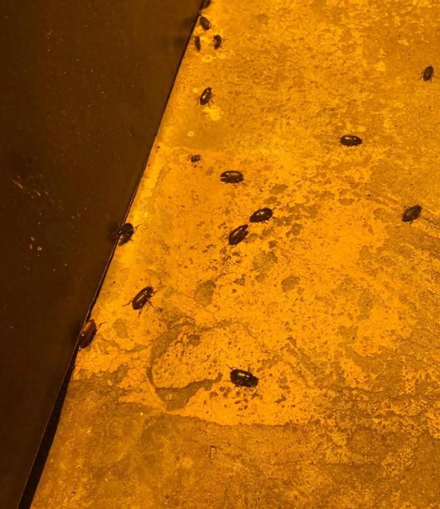 游客称在内蒙古被“黑牛牛”侵扰，当地酒店：益虫无害，每日专人清理，可选择高层房间