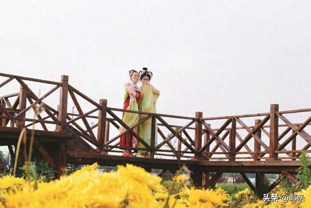 美在邯郸丨肥乡区南赵村千亩菊花盛放——秋日菊韵，金色邀约