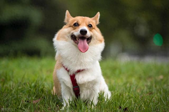 研究反转认知！1.1万年前狗已现多样性，早期人类是“幕后推手	”