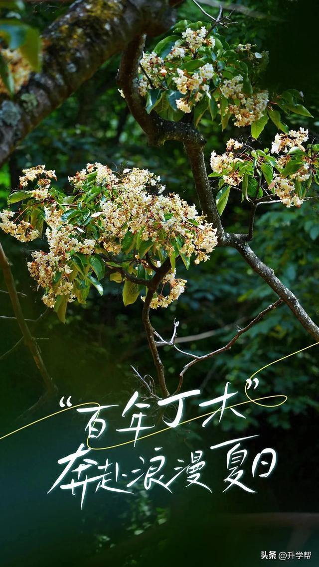 丁木花开如雪，攀枝花这个云端村落私藏了整个夏天的清凉！