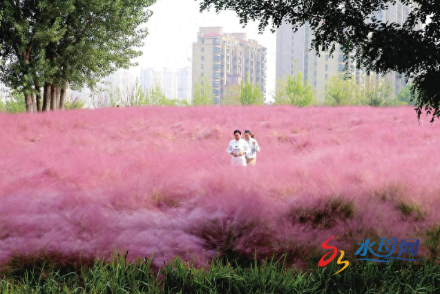 粉黛花海醉游人
