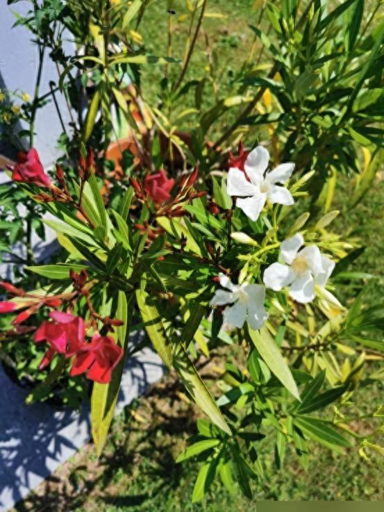 阴花不能进阳宅！这5种花“打死”也不养，家里若有？快挪走!