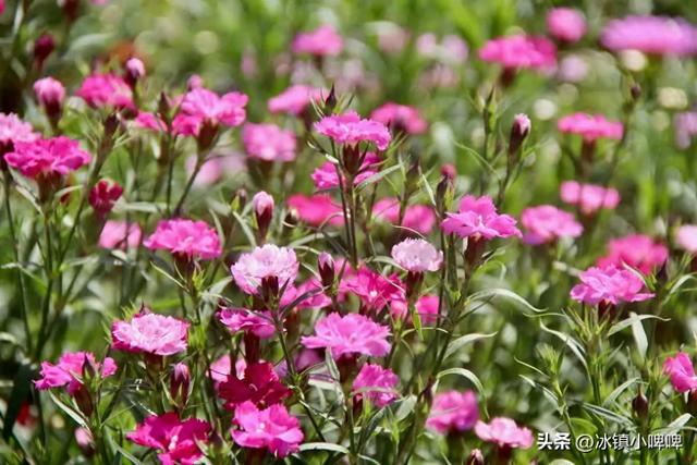 男人冷战不低头？三招让他低头求饶，聪明女人都这么做