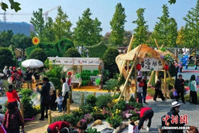 湖北宜昌:“菊”展秋韵 “客”醉芳丛 湖北宜昌:“菊”展秋韵 “客”醉芳丛