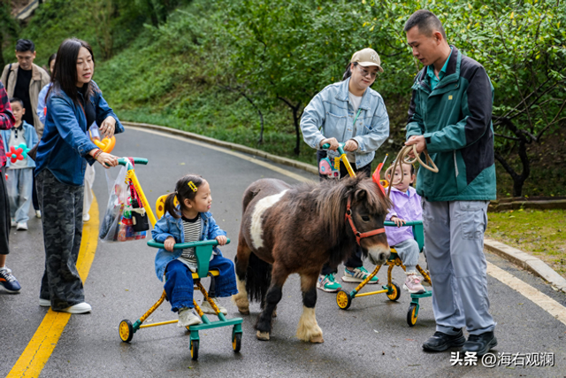 萌虎“糖糖”送福来，爪印成章迎新年