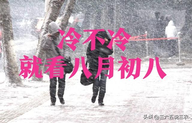 “冷不冷，就看八月初八”，今日八月初八，今年是60年一遇冷冬？