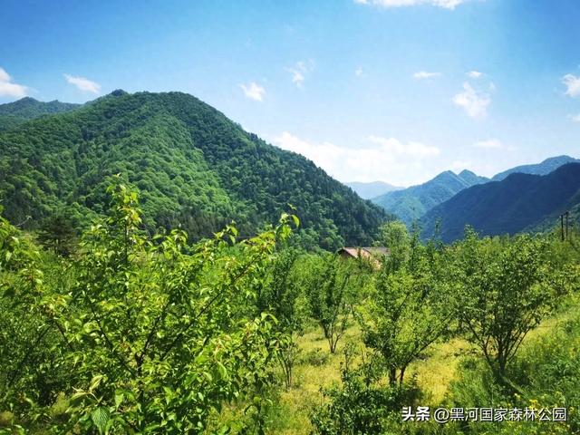 秋意漫染黑河，清风轻吟，邂逅一场如诗的秋日美景