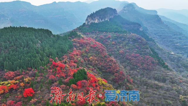 藏于深山待人识！济南西营李家庄东侧山野披“红装”，免费打卡正当时