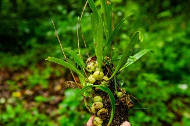 从独龙江到天坑，科研人守护的“植物方舟”