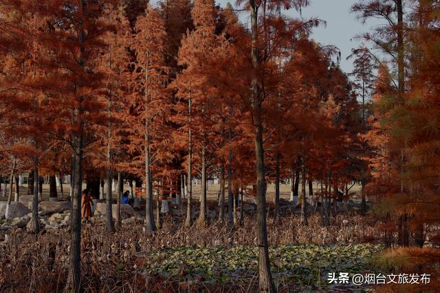 【乐游烟台】出片率200％！这里自带暖调滤镜！