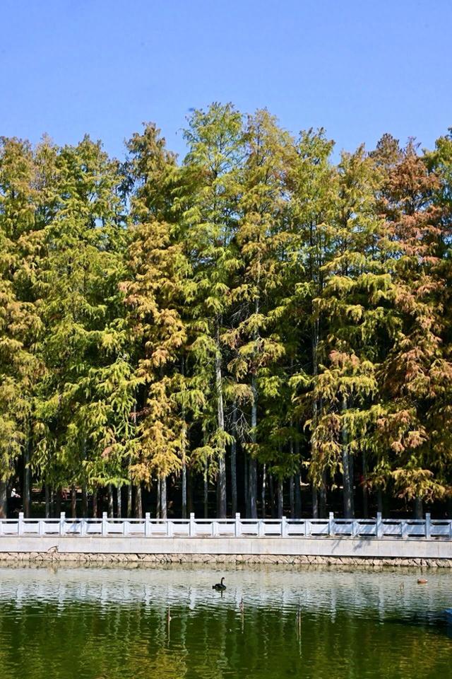 视觉福州 | 水杉黄了！福州森林公园最美的时候来了